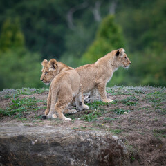 Two Lion Cubs Playing Together