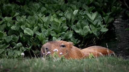 Capybara in Water Searching for Food