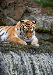 Amur Tiger Sitting on top of a Small Waterfall