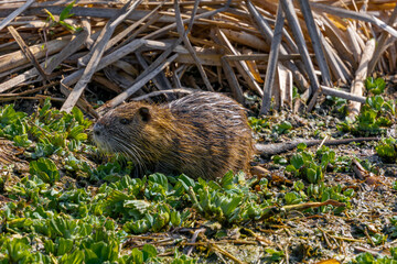 Nutria - the south American beaver