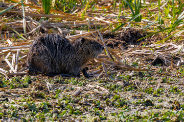Nutria - Myocastor coypus 