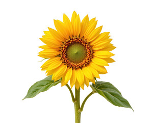 Obraz premium Bright and Vibrant Sunflower with Green Leaves Isolated on White