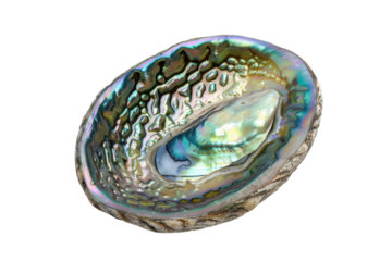 A vibrant oyster shell showcasing iridescent colors and intricate textures, displayed elegantly against a clean background isolated on transparent background