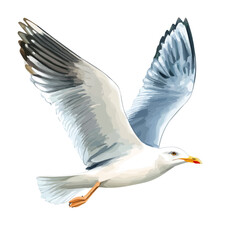 watercolor vector of Seagull, isolated on a white background.