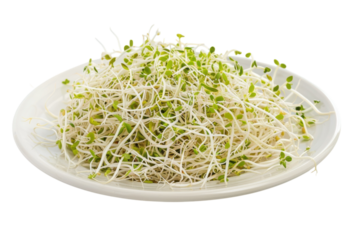 Freshly harvested bean sprouts arranged artistically on a white plate against a clean background isolated on transparent background