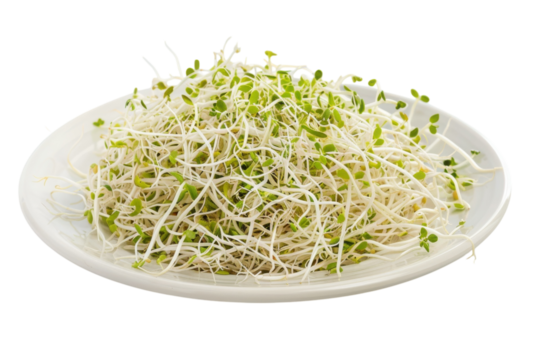 Freshly harvested bean sprouts arranged artistically on a white plate against a clean background isolated on transparent background
