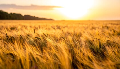 Golden wheat field at sunset (6)