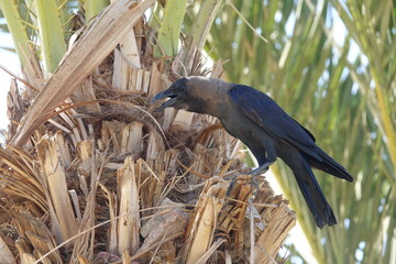 the house crow (Corvus splendens)