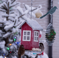 birds feeding in a Christmas time, climate change
