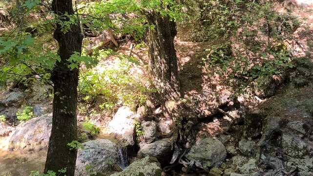 Valley of the Butterflies in Rhodes, Greece, a lush nature reserve with streams, wooden bridges, and thousands of butterflies creating a magical atmosphere. 