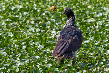 Horned screamer - Anhima cornuta 