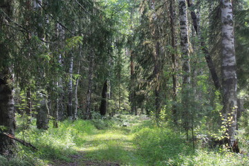 Obraz premium A path in a summer forest