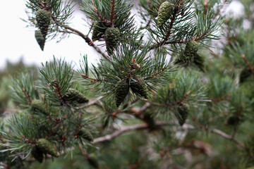 Close-up of a pine tree branch with cones hanging among green needles in a dense forest. Natural woodland scene showcasing the beauty of coniferous trees and forest flora. © Ekaterina