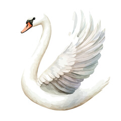 Swan, watercolor vector, isolated on a white background.