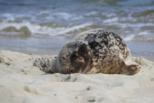 A seal lying on the beach by the Baltic Sea