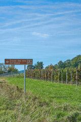 Fototapeta premium Vineyards stretch across the rolling hills of Alsace, Grand Est, France, capturing the rich autumnal charm of this famed wine region. Ripe grapes cling to the vines, ready for harvest.