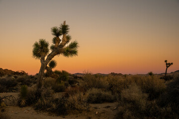Arching Joshua Tree Against Orange Sky At Sunset