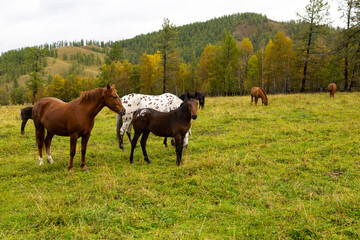 Fototapeta premium A herd of horses grazing in a green meadow against the backdrop of mountains. The scene includes several bay and black horses.