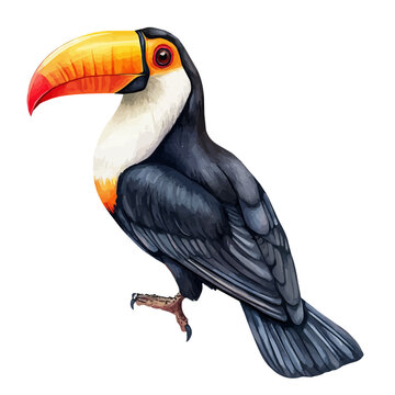 Toucan, watercolor illustration vector, isolated on a white background.