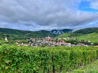 Vineyards stretch across the rolling hills of Alsace, Grand Est, France, capturing the rich autumnal charm of this famed wine region. Ripe grapes cling to the vines, ready for harvest.