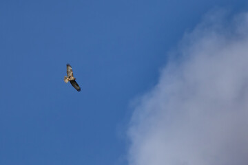 Common Buzzard (Buteo buteo) in flight, wildlife