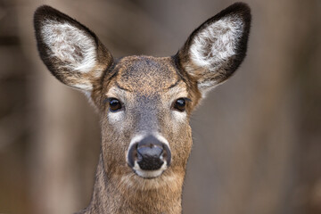White-tailed deer doe