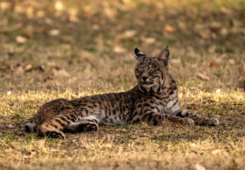 Young Bobcat Closes Eyes For A Moment In Big Bend