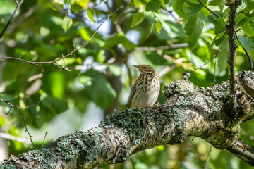 Tree Pipit on branch of tree - Anthus trivialis