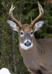 White-tailed deer buck
