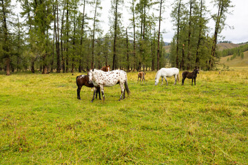 A herd of horses grazing in a green meadow against the backdrop of mountains. The scene includes several bay and black horses.