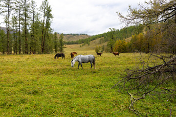 Obraz premium A herd of horses grazing in a green meadow against the backdrop of mountains. The scene includes several bay and black horses.