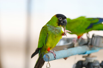 Aratinga nenday  parrot free flying bird