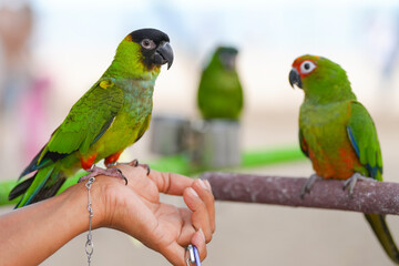 Aratinga nenday  parrot free flying bird