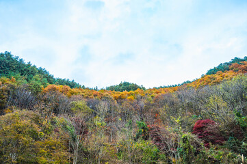 もみじ湖の紅葉　箕輪町