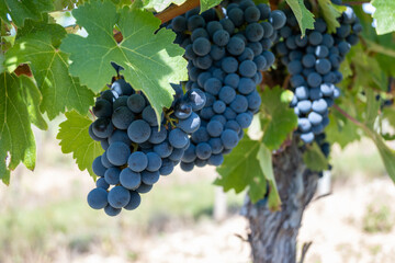 Large bunche of red wine grapes in summer vineyard.