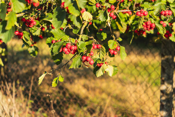 red hawthorn berries growing on a small tree