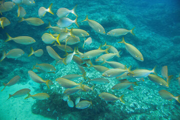 Group of cow bream - Sarpa salpa - fish swimming in Mediterranean sea as seen during snorkelling near Lloret de Mar