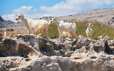Group of white wild goats walking over rocky terrain near beach on Rhodes in Greece, these animals are seen quite often all over the island