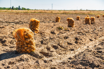 Landscape with sacks full of potatoes lying in a field