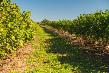 Naklejka premium Landscape with raspberry bushes growing in rows