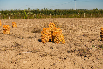 Landscape with sacks full of potatoes lying in a field