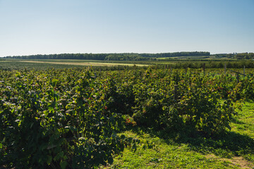 Landscape with raspberry bushes growing in rows