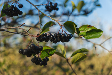 black chokeberries growing on a shrub
