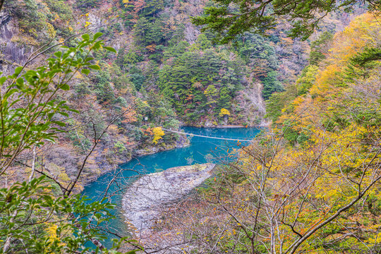 Autumn scenery of the Dream Suspension Bridge in Sumata Gorge, Shizuoka Prefecture