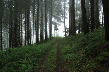 Obraz premium Misty forest track with tall pines