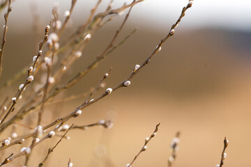 Natura  © lysy33331