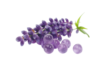 Delicate lavender blooms artfully arranged with translucent purple orbs evoking tranquility and nature's beauty in perfect harmony isolated on transparent background