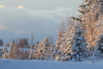 Winter scenic landscape 