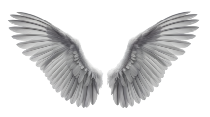 Pair of angel wings isolated on white background, perfect for your designs