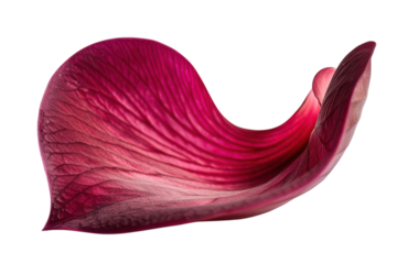 Vibrant red petal gracefully curled, showcasing intricate textures in natural light against a minimalist background isolated on transparent background